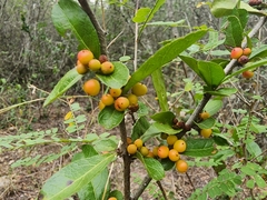 Xylosma flexuosa