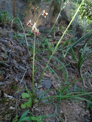 Tulbaghia