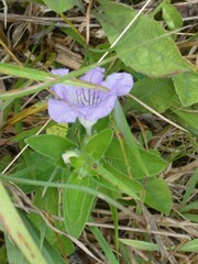 Ruellia humilis