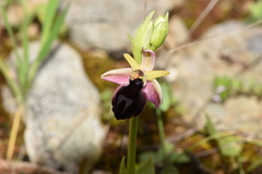 Ophrys ferrum-equinum