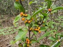 Xylosma flexuosa