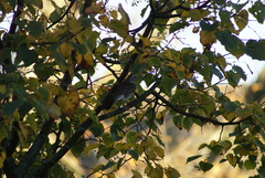 Turdus pilaris