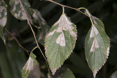 Phyllonorycter millierella