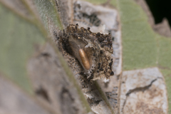 Phyllonorycter millierella