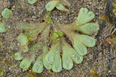 Riccia beyrichiana