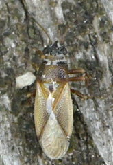 Cymus melanocephalus