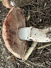 Agaricus brunneofibrillosus