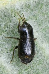 Plinthisus
