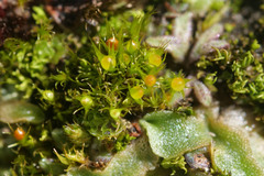 Pleuridium acuminatum