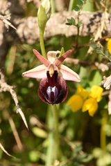 Ophrys ferrum-equinum