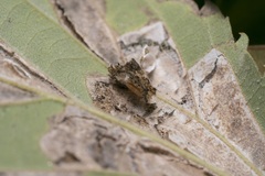 Phyllonorycter millierella