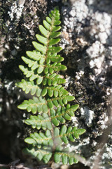 Paragymnopteris marantae marantae