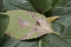 Phyllonorycter millierella