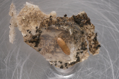 Phyllonorycter millierella