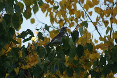 Turdus pilaris