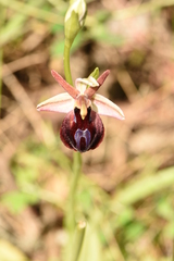 Ophrys ferrum-equinum