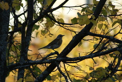 Turdus pilaris