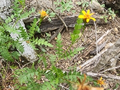 Chrysactinia pinnata