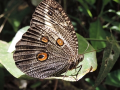 Dasyophthalma creusa