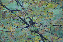 Turdus pilaris