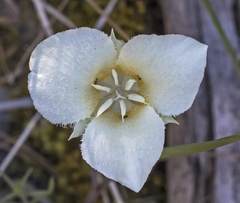 Calochortus apiculatus