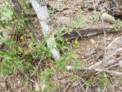 Chrysactinia pinnata