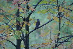 Turdus pilaris