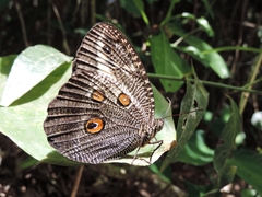 Dasyophthalma creusa