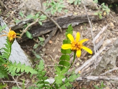 Chrysactinia pinnata