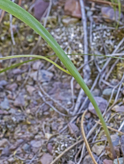Calochortus apiculatus