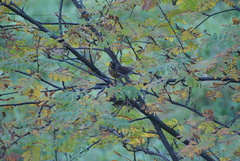 Turdus pilaris