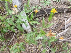 Chrysactinia pinnata