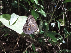 Dasyophthalma creusa