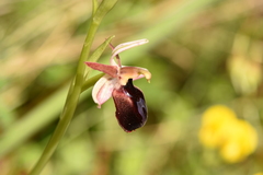 Ophrys ferrum-equinum
