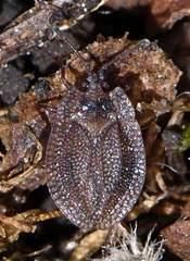 Acalypta musci