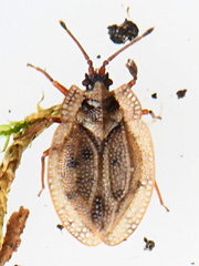 Acalypta musci
