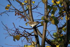 Turdus pilaris