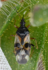 Anthocoris nemorum