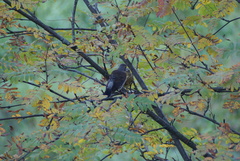 Turdus pilaris