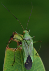 Calocoris