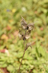 Moluccella spinosa