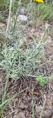 Helichrysum rutilans