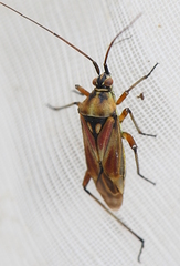 Calocoris roseomaculatus
