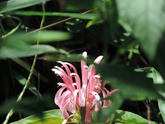 Justicia carnea