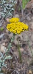 Helichrysum rutilans