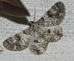 Thallogama corticola