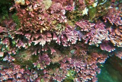 Amphiroa