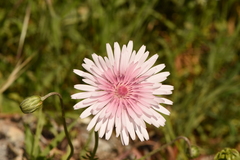 Crepis rubra