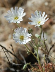 Calycoseris wrightii
