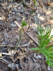Pelargonium caffrum